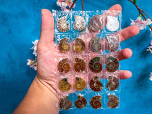 Load image into Gallery viewer, BULK Rainbow Ammonite Fossil Pairs