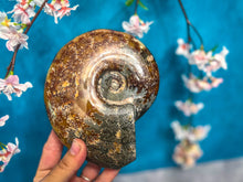 Load image into Gallery viewer, Large Ammonite Fossils