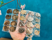 Load image into Gallery viewer, BULK Rainbow Ammonite Fossil Pairs