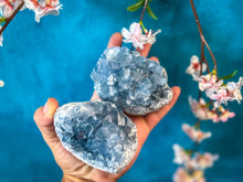 Load image into Gallery viewer, Hand holding two large blue celestiteb crystal formations with a blurred floral background