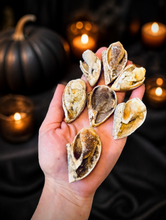Load image into Gallery viewer, Druzy Shell Fossils, Rare Fossilized Shell From India
