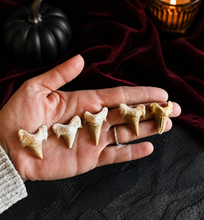 Load image into Gallery viewer, Shark Teeth from Morocco
