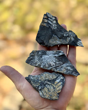 Load image into Gallery viewer, Fern Fossils from St Clair, Pennsylvania
