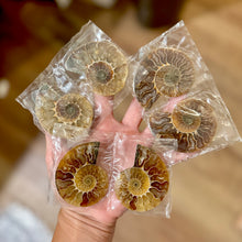 Load image into Gallery viewer, Small Polished Ammonite Pairs, Ethically Sourced Ammonite Halves
