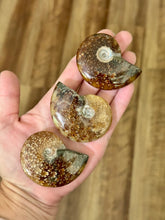 Load image into Gallery viewer, Polished Ammonite Fossils, Ethically Sourced Ocean Fossils
