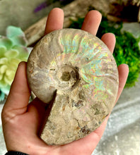 Load image into Gallery viewer, Large Rainbow Ammonite Fossil, Iridescent Ammonite, Ammolite from Madagascar, You Choose Size (Copy)
