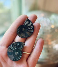Load image into Gallery viewer, BULK Black Ammonite Fossil Pairs
