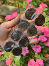 Load image into Gallery viewer, BULK Black Ammonite Fossil Pairs

