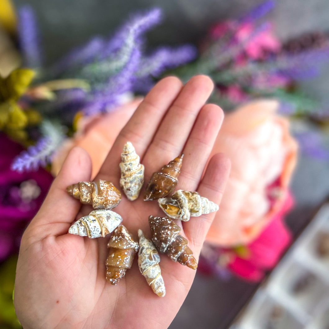 Agate Replaced Shell Fossils, Gastropod Fossil