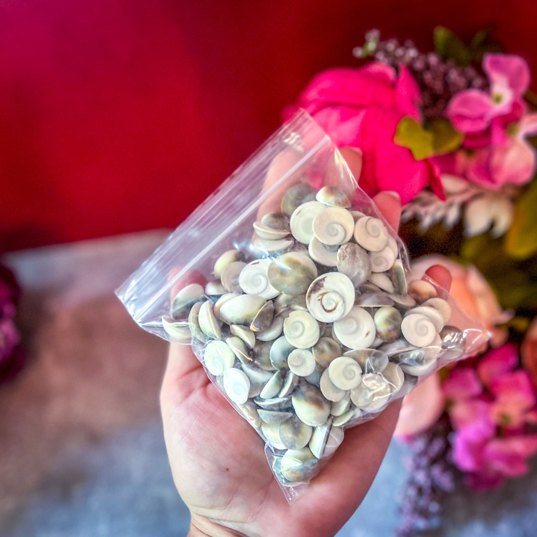 BULK Shiva Eye Shells, Spiral Shells, 250 grams or 1 kilo bags for crafting, ocean beach decor