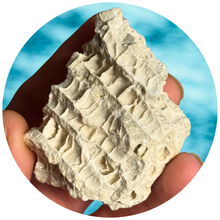 Load image into Gallery viewer, Fossilized Druzy Coral – Sparkling Devonian Reef Fossil from Clay Center, Ohio
