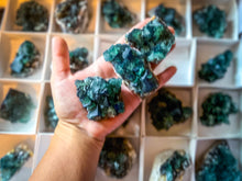 Load image into Gallery viewer, Hidden Forest Pocket Fluorite Clusters, Diana Maria Mine, Daylight Fluorescent Fluorite
