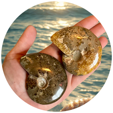Load image into Gallery viewer, Polished Ammonite Fossils, Ethically Sourced Ocean Fossils
