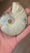 Load and play video in Gallery viewer, Rainbow Ammonite Fossil, Iridescent Ammonite, Ammolite from Madagascar, You Choose Size
