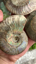 Load and play video in Gallery viewer, Large Rainbow Ammonite Fossil, Iridescent Ammonite, Ammolite from Madagascar, You Choose Size (Copy)
