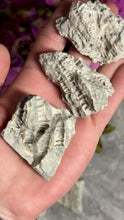 Load and play video in Gallery viewer, Fossilized Druzy Coral – Sparkling Devonian Reef Fossil from Clay Center, Ohio
