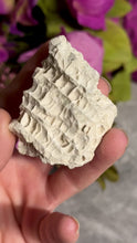 Load and play video in Gallery viewer, Fossilized Druzy Coral – Sparkling Devonian Reef Fossil from Clay Center, Ohio
