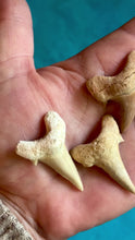 Load and play video in Gallery viewer, Shark Teeth from Morocco
