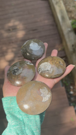 Smaller polished Moroccan ammonite fossils shown from multiple angles with natural variation