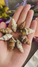Load and play video in Gallery viewer, Agate Replaced Shell Fossils, Gastropod Fossil
