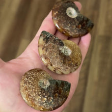 Load and play video in Gallery viewer, Polished Ammonite Fossils, Ethically Sourced Ocean Fossils
