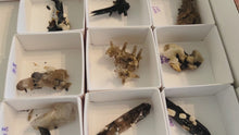 Load and play video in Gallery viewer, Mixed Malawi Minerals with Aegerine, Smoky Quartz, Rutile, Green Chlorite
