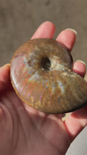 Load and play video in Gallery viewer, Fire Ammonite Shell Fossil, Fire Ammonite, Fossil Decor, Natural Art, Decorative Fossils, Ammonite Fossil
