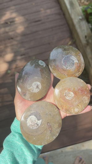 Larger polished Moroccan ammonite fossils shown from multiple angles with natural variation