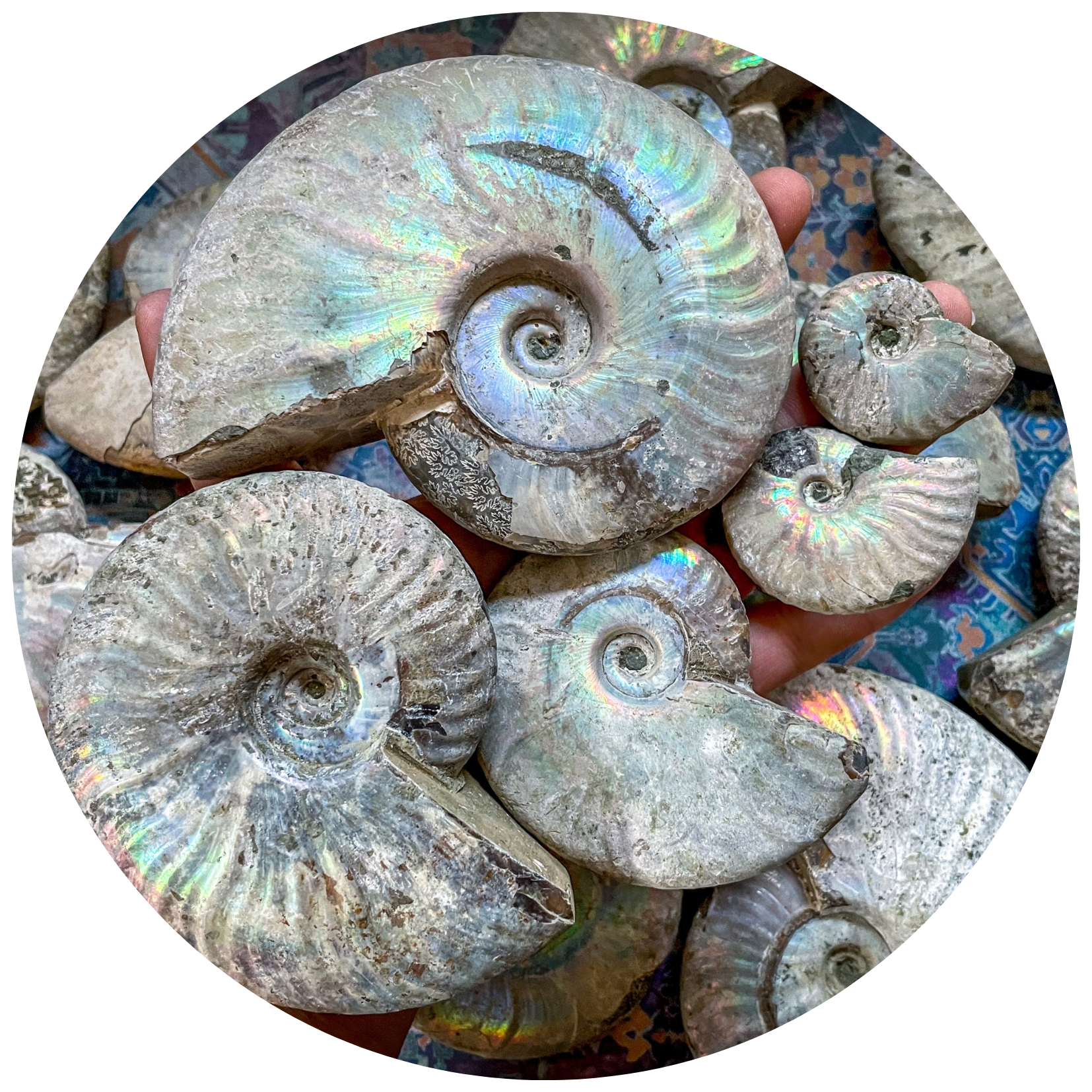 Iridescent Madagascar ammonite fossil with natural rainbow color across its spiral shell