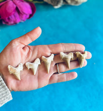 Load image into Gallery viewer, Shark Teeth from Morocco
