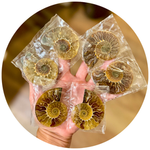 Load image into Gallery viewer, Small Polished Ammonite Pairs, Ethically Sourced Ammonite Halves
