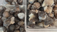 Load and play video in Gallery viewer, Raw TRUFFLE CHALCEDONY Specimens, also known as Womb Stone, Witches Wart Chalcedony, Chalcedony Balls
