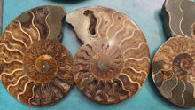 Load and play video in Gallery viewer, Polished Ammonite Pairs, Ethically Sourced Ammonite Halves 500-1500 grams
