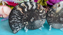 Load and play video in Gallery viewer, Black Ammonite Pair
