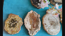 Load and play video in Gallery viewer, Petrified Wood SLICES or Slabs
