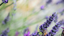 Load and play video in Gallery viewer, MYSTIC Roll On With Amethyst &amp; Lavender essential oil roller
