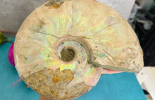Load and play video in Gallery viewer, Giant Rainbow Ammonite
