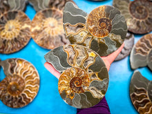 Load image into Gallery viewer, Polished Ammonite Pairs, Ethically Sourced Ammonite Halves 500-1500 grams
