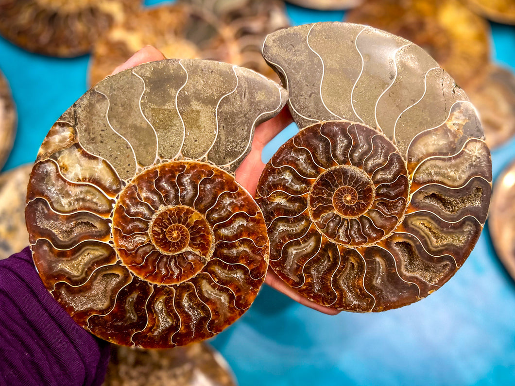 Polished Ammonite Pairs, Ethically Sourced Ammonite Halves 500-1500 grams