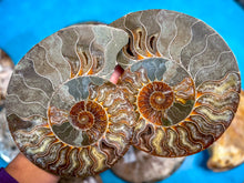 Load image into Gallery viewer, Polished Ammonite Pairs, Ethically Sourced Ammonite Halves 500-1500 grams
