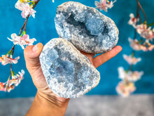 Load image into Gallery viewer, Ethically Sourced CELESTITE Clusters 450-800 Grams
