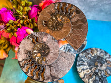 Load image into Gallery viewer, Large Black Ammonite Fossil Pairs
