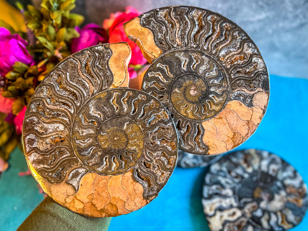 Large Black Ammonite Fossil Pairs