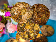 Load image into Gallery viewer, 4.75&quot; Polished Ammonite Coasters, Ethically Sourced Ammonite Disc, Ammonite Decor
