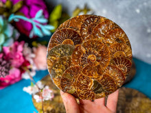 Load image into Gallery viewer, 4.75&quot; Polished Ammonite Coasters, Ethically Sourced Ammonite Disc, Ammonite Decor
