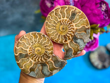 Load image into Gallery viewer, Polished Ammonite Pairs, Ethically Sourced Ammonite Halves
