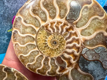 Load image into Gallery viewer, Polished Ammonite Pairs, Ethically Sourced Ammonite Halves
