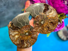 Load image into Gallery viewer, Polished Ammonite Pairs, Ethically Sourced Ammonite Halves
