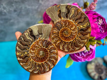 Load image into Gallery viewer, Polished Ammonite Pairs, Ethically Sourced Ammonite Halves
