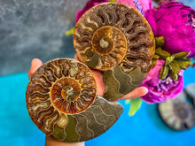 Load image into Gallery viewer, Polished Ammonite Pairs, Ethically Sourced Ammonite Halves
